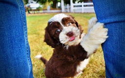 Havapoo dogs for sale: Juliet - Image 2