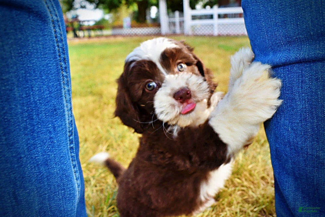 Havapoo dogs for sale: Juliet - Image 2