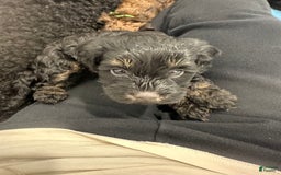 Mini Goldendoodle dogs for sale: Males Litter 2 - Image 40