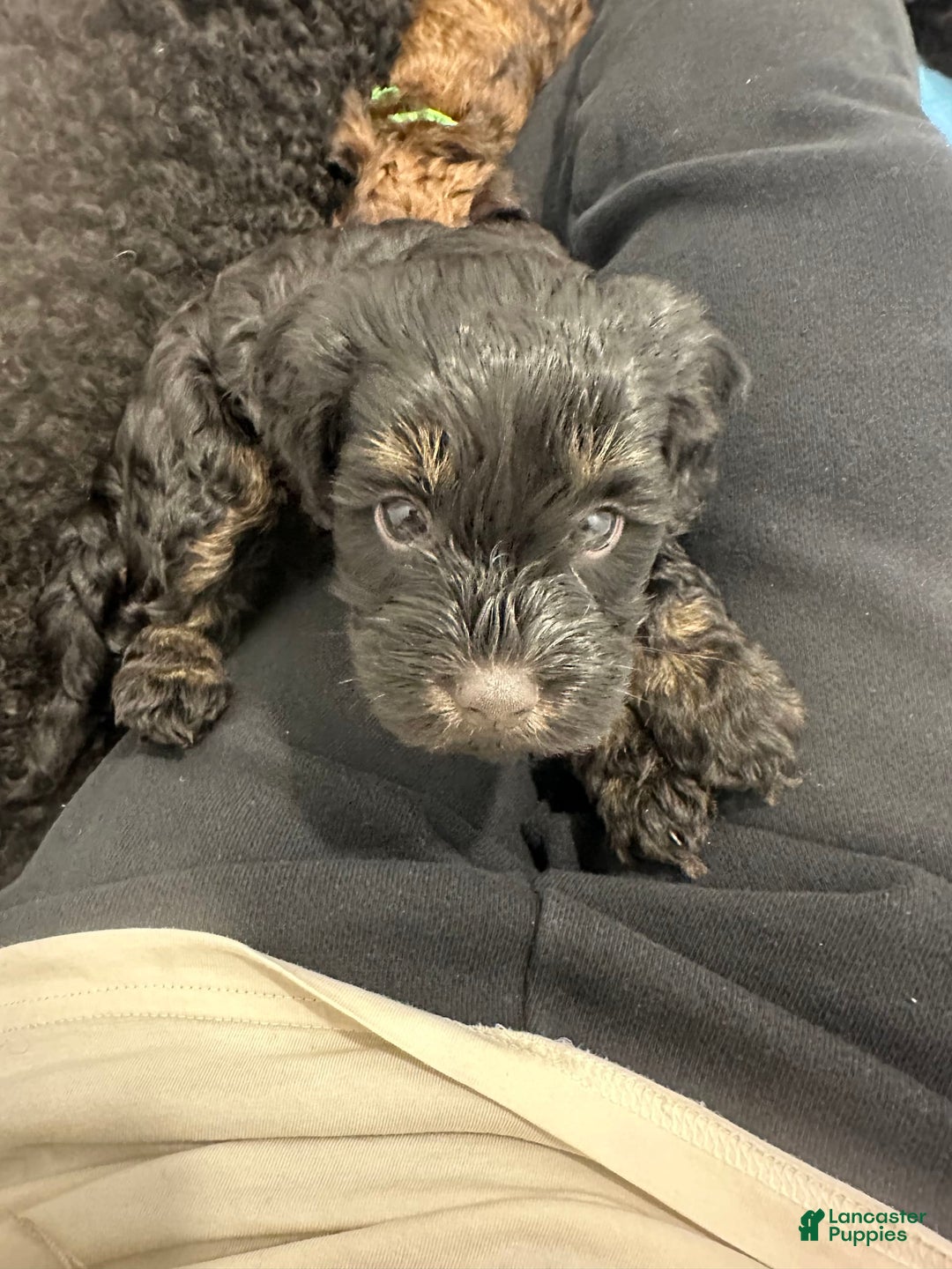 Mini Goldendoodle dogs for sale: Males Litter 2 - Image 40