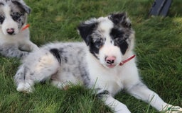 Border Collie dogs for sale: Stetson - Image 1