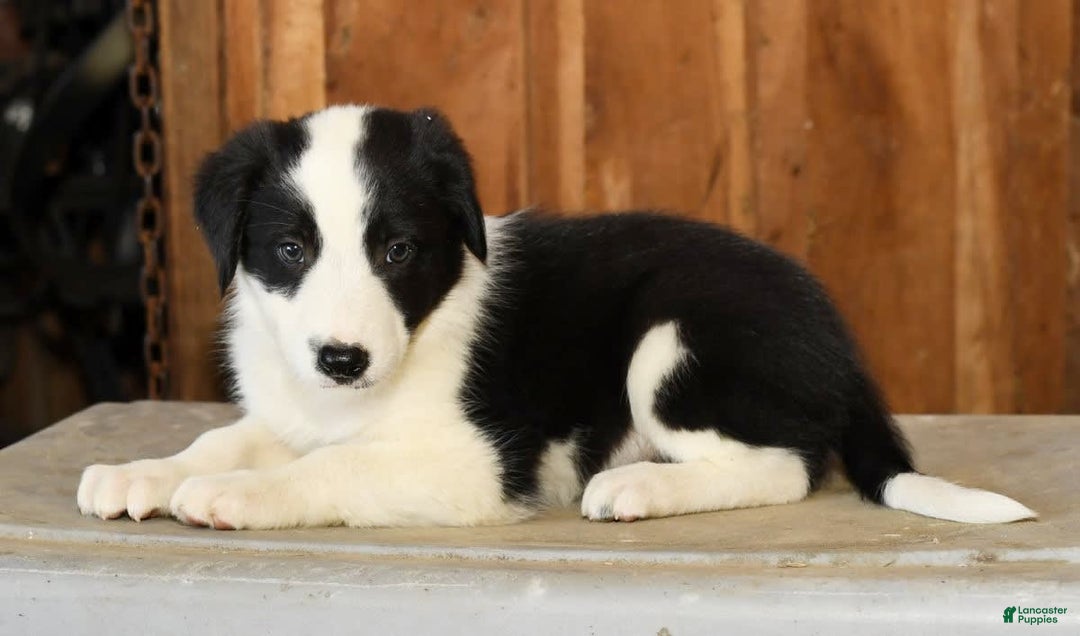 Border Collie dogs for sale: Luke - Image 8