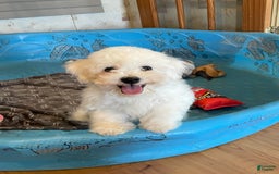 Bichon Frise dogs for sale: James - Image 10