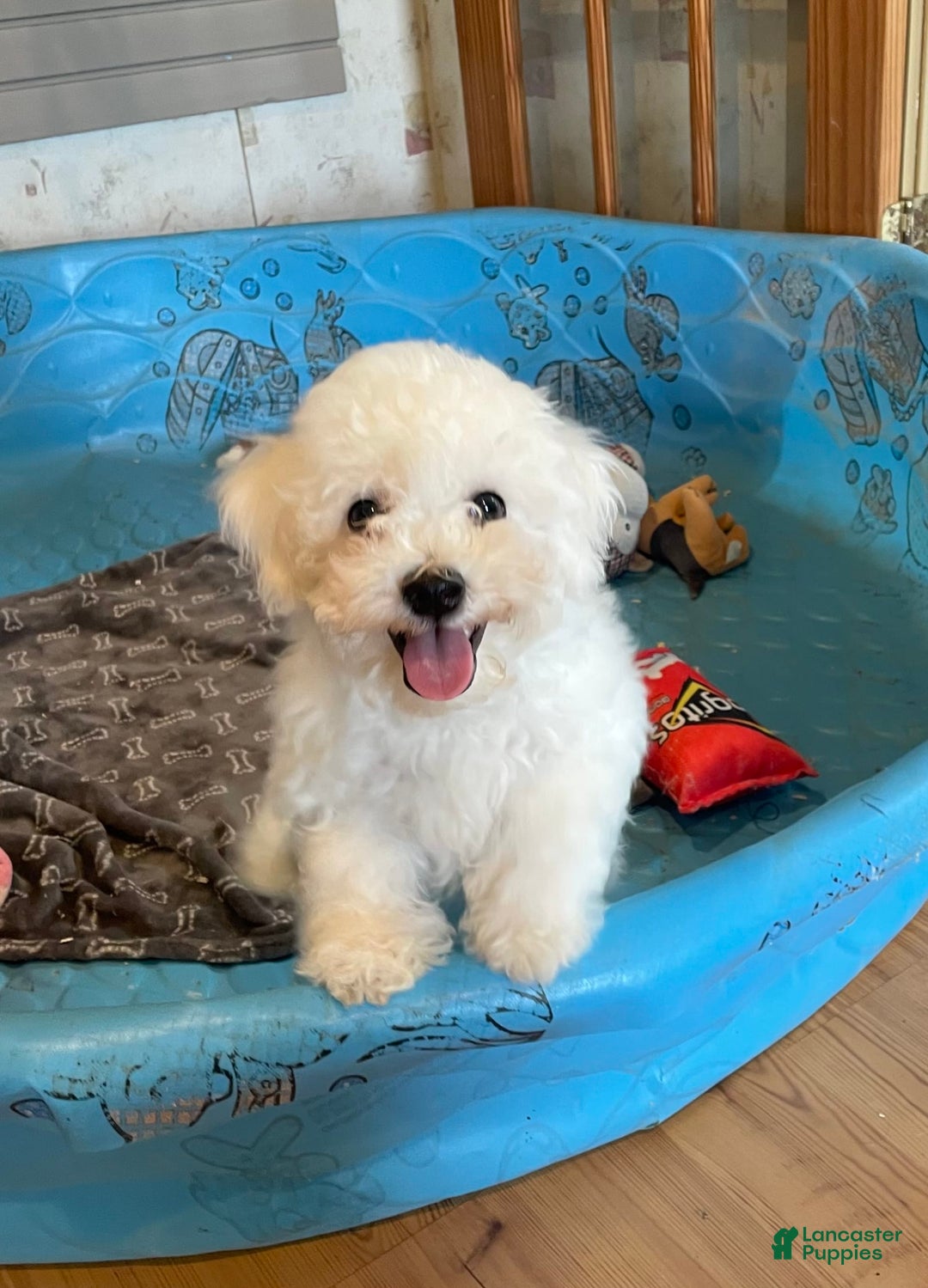 Bichon Frise dogs for sale: James - Image 10