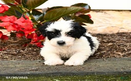 Mini Bernedoodle dogs for sale: Chip - Image 1