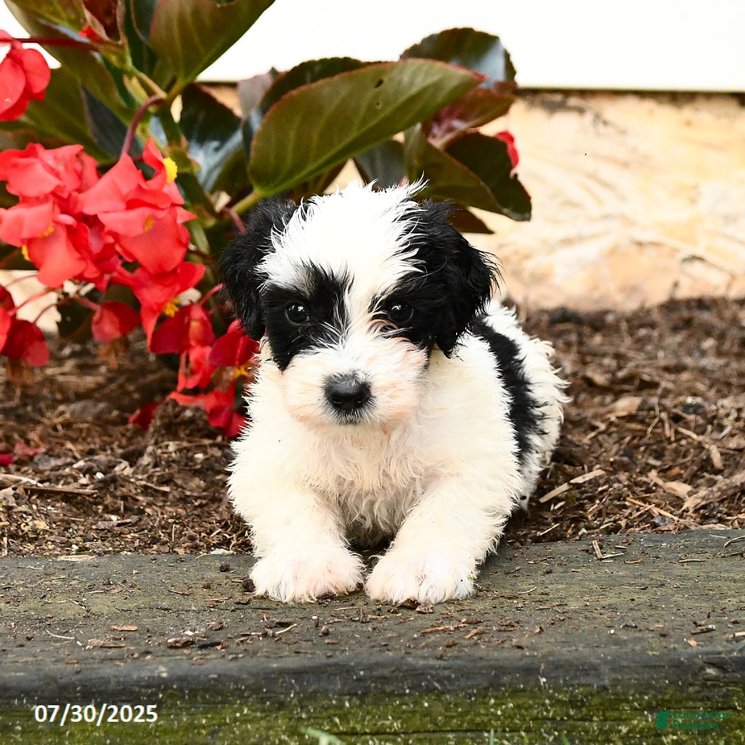 Mini Bernedoodle dogs for sale: Chip - Image 1