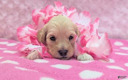 Cockapoo dogs for sale: Magnus - Image 10