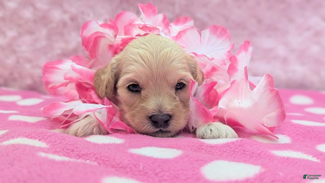 Cockapoo dogs for sale: Magnus - Image 10