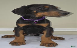 Doberman Pinscher dogs for sale: Draco - Image 2