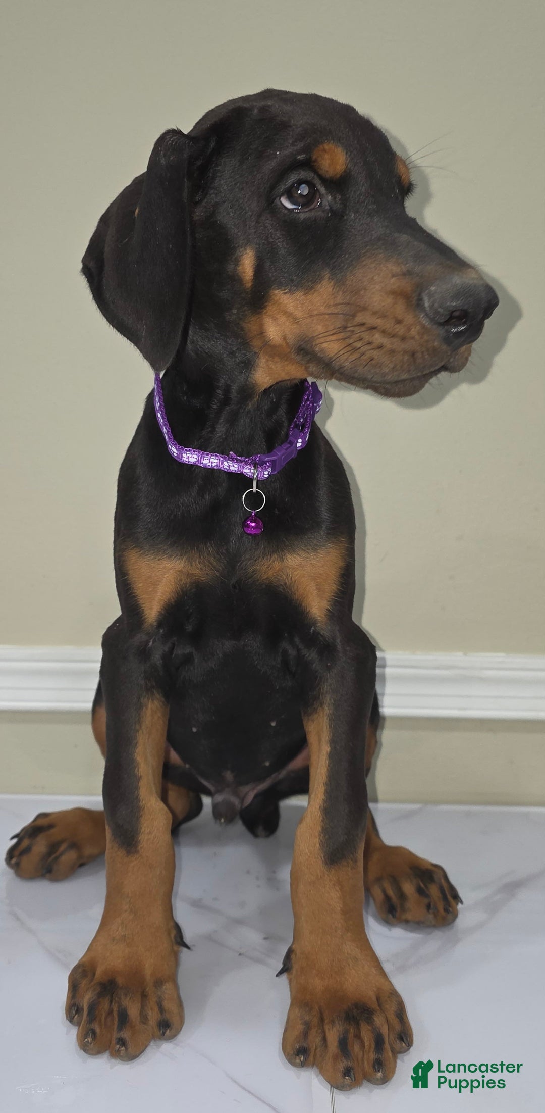 Doberman Pinscher dogs for sale: Draco - Image 2