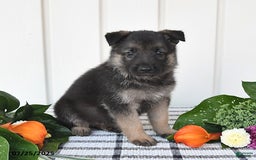 German Shepherd dogs for sale: Jasper - Image 1