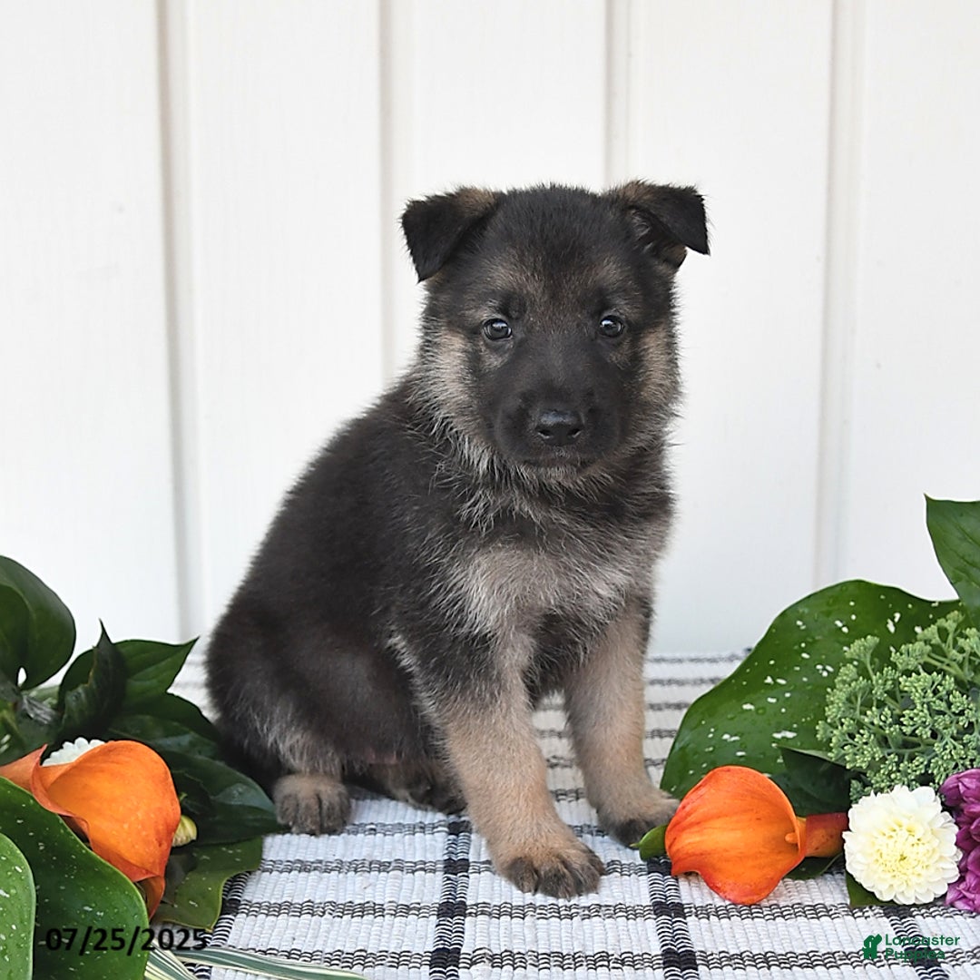 German Shepherd dogs for sale: Jasper - Image 1