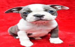Boston Terrier dogs for sale: Jenny - Image 6