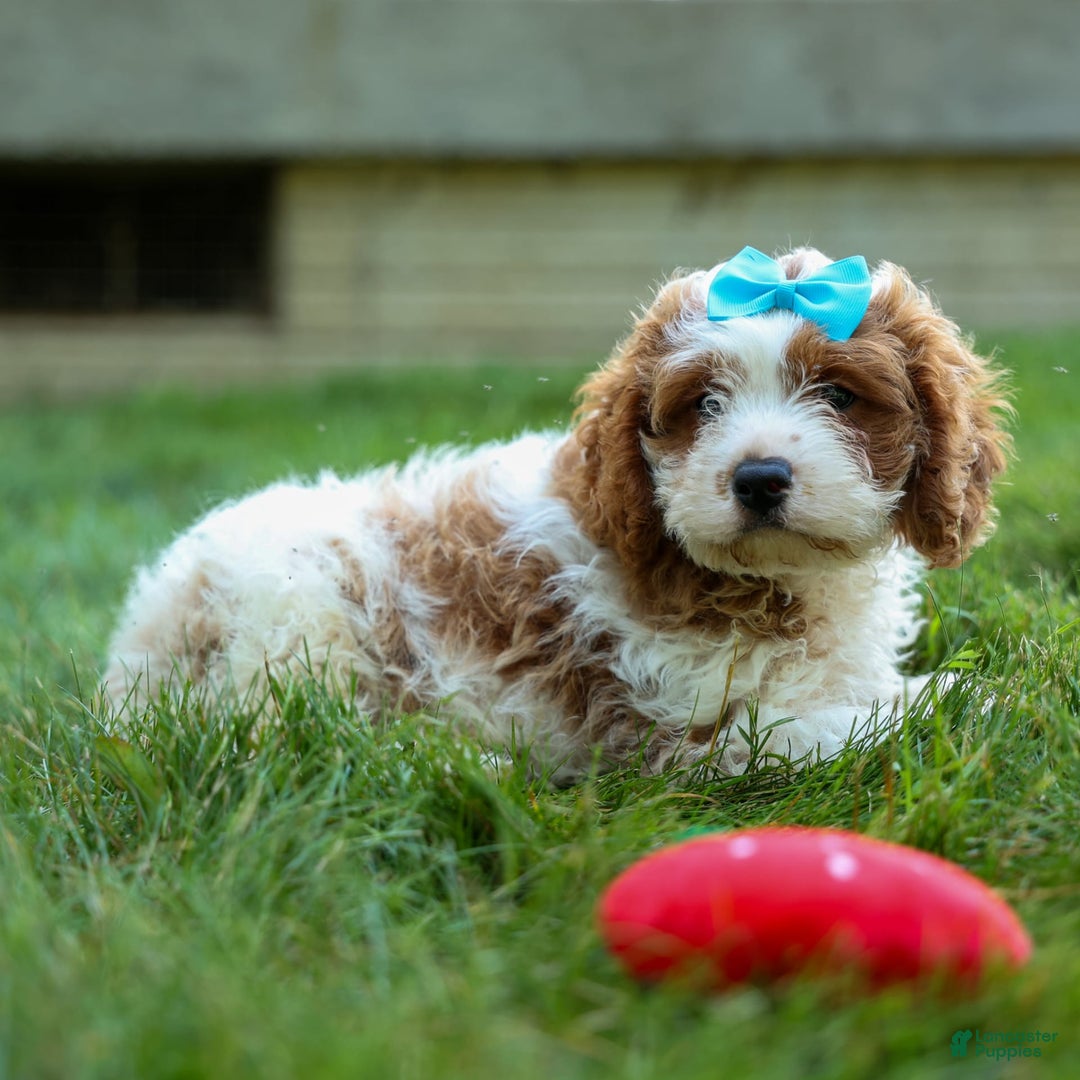 Cavapoo dogs for sale: Ricky - Image 5