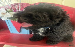Cockapoo dogs for sale: Mickey - Image 1
