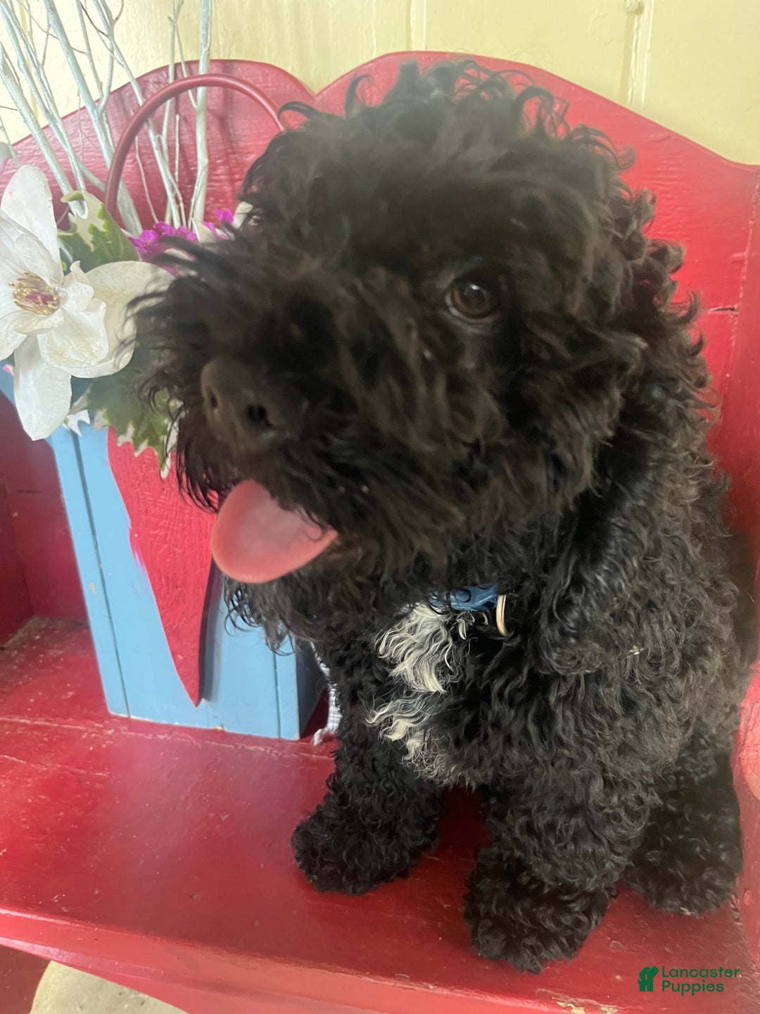 Cockapoo dogs for sale: Mickey - Image 1