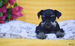 Miniature Schnauzer dogs for sale: Veronica - Image 4