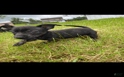 Chihuahua dogs for sale: Scrappy - Image 3