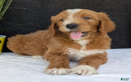 Goldendoodle dogs for sale: Mikey - Image 24