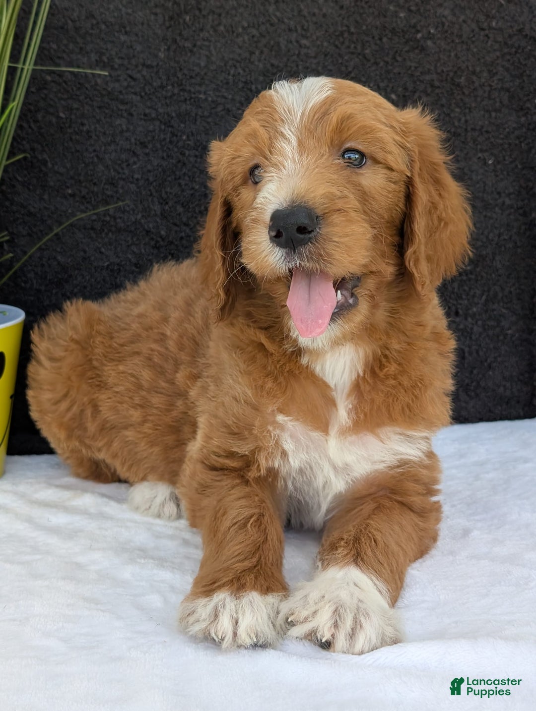 Goldendoodle dogs for sale: Mikey - Image 24
