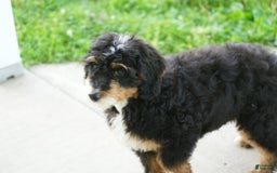 Mini Bernedoodle dogs for sale: Buddy - Image 3