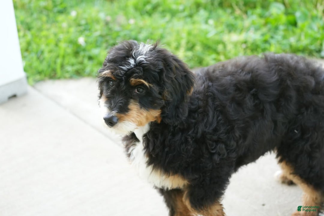 Mini Bernedoodle dogs for sale: Buddy - Image 3