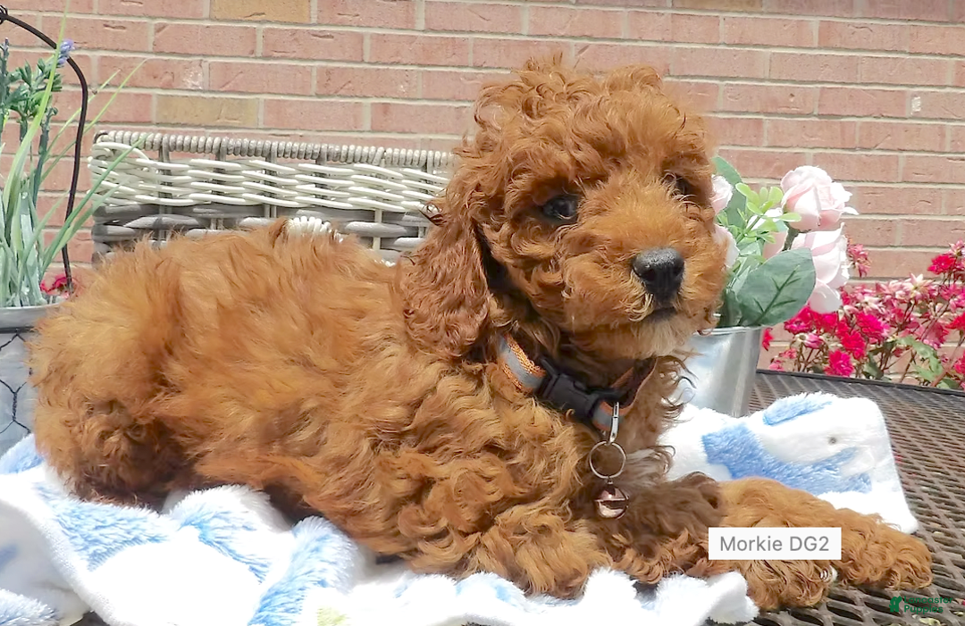 Toy Poodle dogs for sale: MorkieBear - Image 2