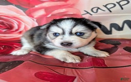 Pomsky dogs for sale: Mystique - Image 2