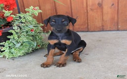 Doberman Pinscher dogs for sale: Diamond - Image 5