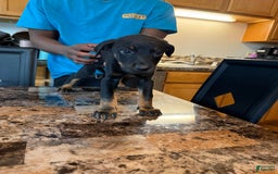 Rottweiler dogs for sale: Kavi - Image 1