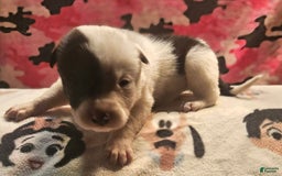 Border Collie dogs for sale: Hondo - Image 31