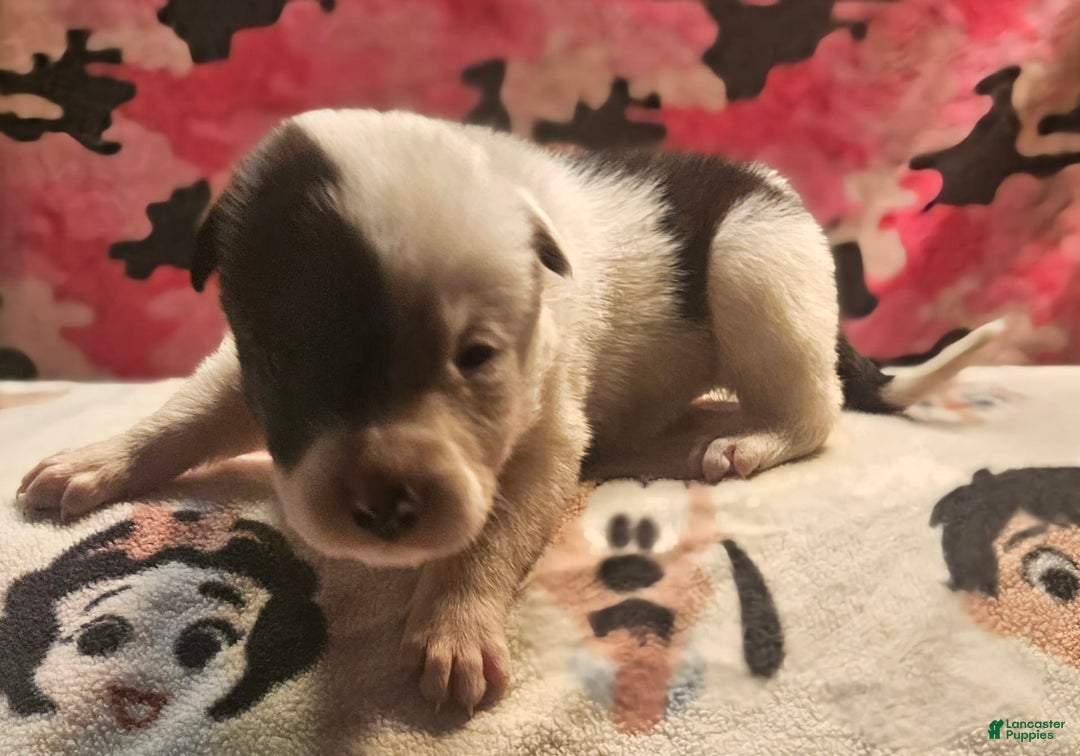 Border Collie dogs for sale: Hondo - Image 31
