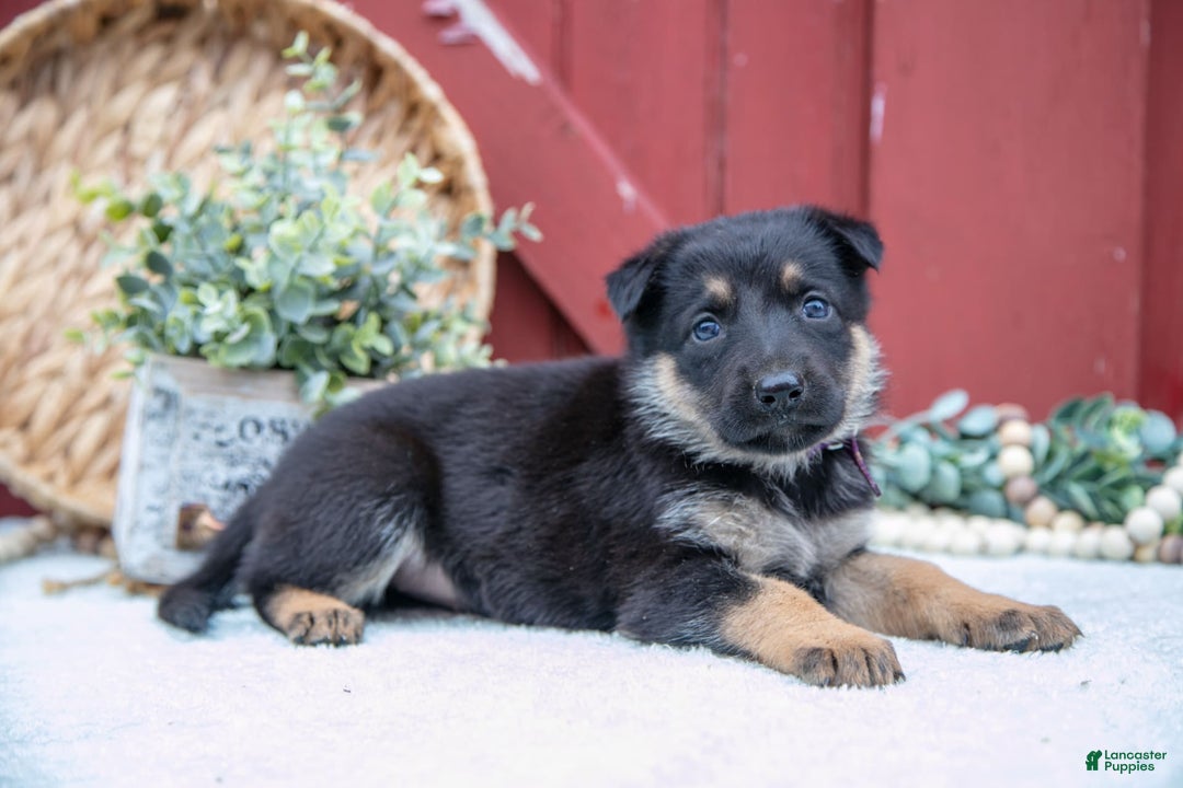 German Shepherd dogs for sale: Shiva - Image 4