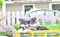 Pomeranian dogs for sale: Amber - Image 4