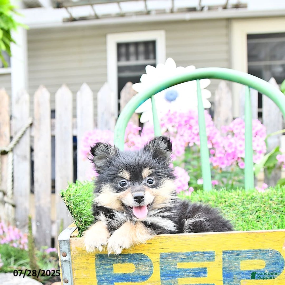 Pomeranian dogs for sale: Amber - Image 4