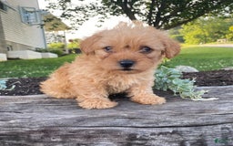 Yorkiepoo dogs for sale: Paxton - Image 3