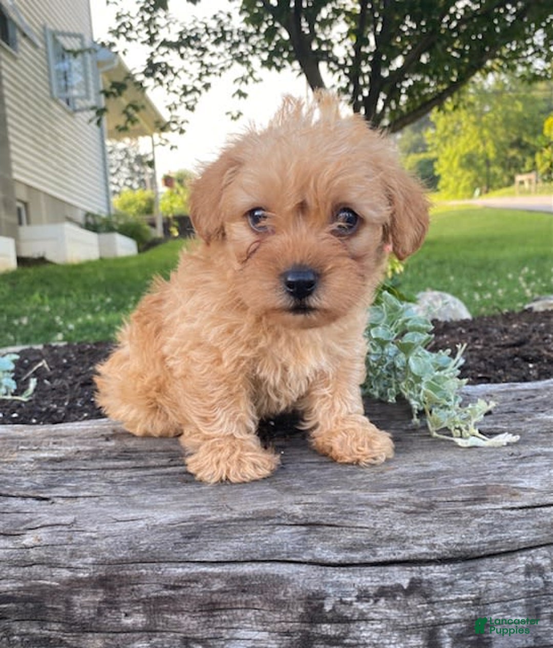Yorkiepoo dogs for sale: Paxton - Image 3