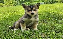 Gerberian Shepsky dogs for sale: Skye - Image 3