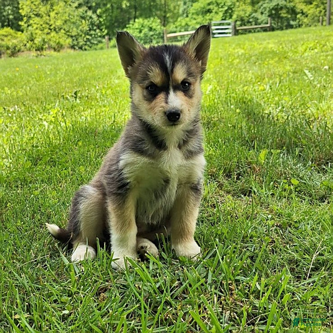 Gerberian Shepsky dogs for sale: Skye - Image 3