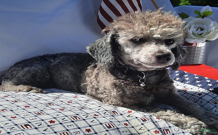 Toy Poodle dogs for sale - Ad 2
