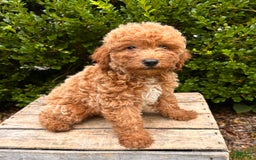 Mini Goldendoodle dogs for sale: Otis - Image 4