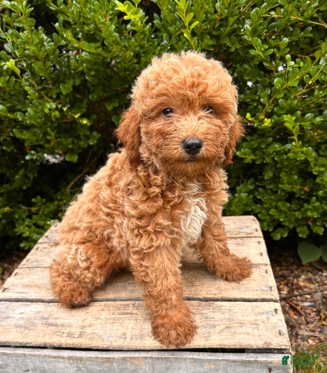Mini Goldendoodle dogs for sale: Otis - Image 4