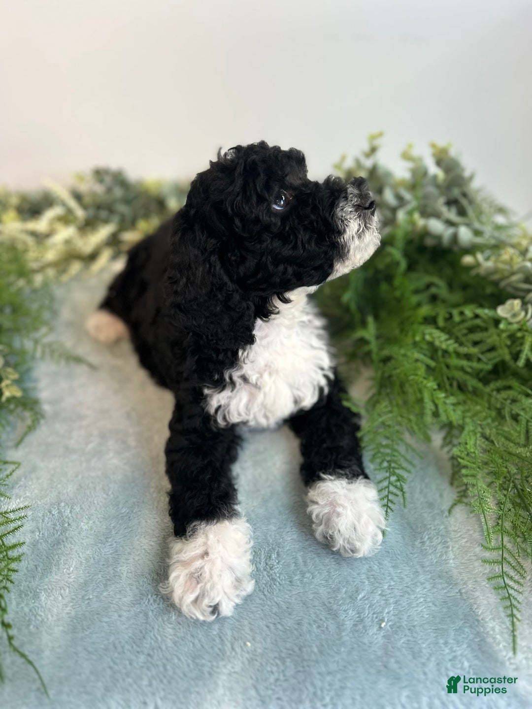 Mini Bernedoodle dogs for sale: Benito - Image 1
