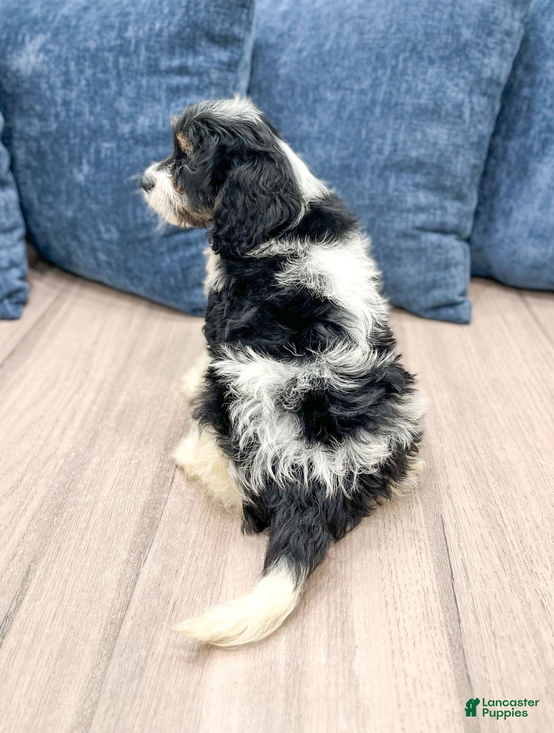 Cavapoo dogs for sale: Lulu - Image 2