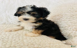 Mini Bernedoodle dogs for sale: Banana Split - Image 6
