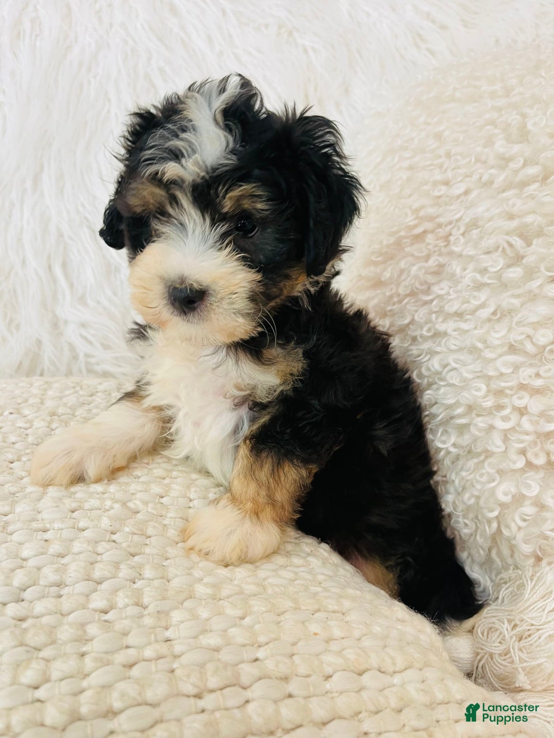 Mini Bernedoodle dogs for sale: Banana Split - Image 6