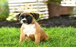 Boxer dogs for sale: Eve - Image 1