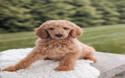 Miniature Poodle dogs for sale: Crew - Image 5