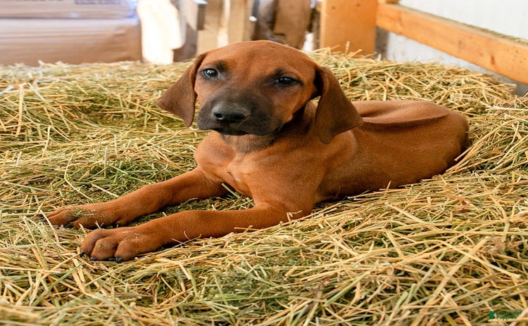 Rhodesian Ridgeback dogs for sale - Ad 5