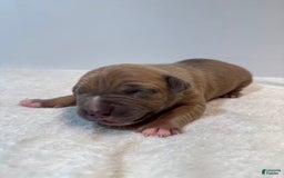 American Bully dogs for sale: Tip - Image 8